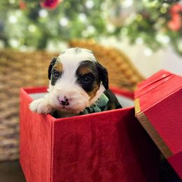 Blitz - Tri-color male Bernedoodle puppy in Russell Springs, Kentucky from 270 Doodles