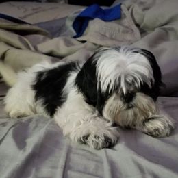 Shih Tzus from Lolly’s Lil ShihTz
