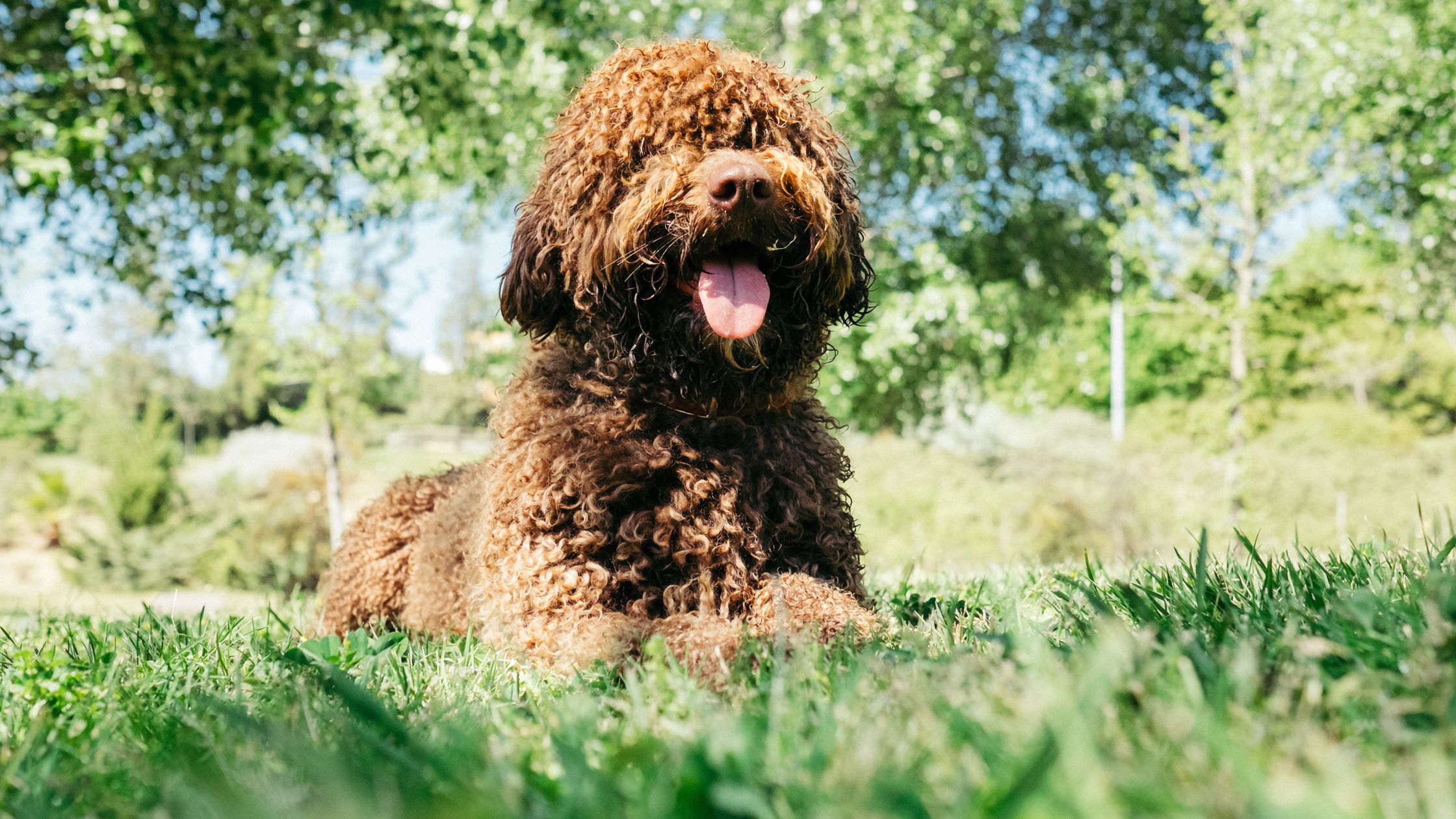 Spanish water dog near sales me