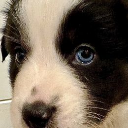 Girl 1 - Black tri-color Australian Shepherd puppy in Perkasie, Pennsylvania from Kid’s Kingdom Australian Shepherds