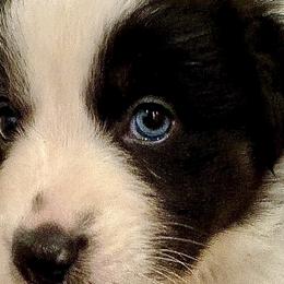 Girl 1 - Black tri-color Australian Shepherd puppy in Perkasie, Pennsylvania from Kid’s Kingdom Australian Shepherds