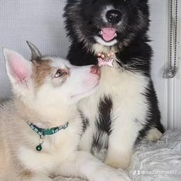 Siberian Husky Puppies from Springfield Huskies