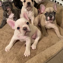French Bulldog Puppies from Lola’s Frenchies