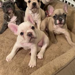 French Bulldog Puppies from Lola’s Frenchies