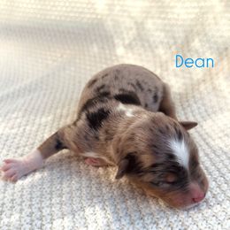 Dean - Blue merle male Australian Shepherd puppy in Uvalda, Georgia from Happy Ours Australian Shepherds