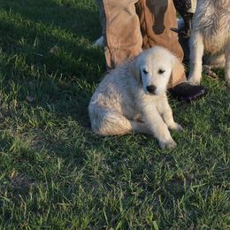 Golden Retriever Puppies from Golden Retriever Street