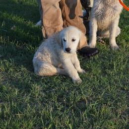 Golden Retriever Puppies from Golden Retriever Street
