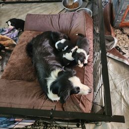 Border Collie Puppies from Cullins Collies