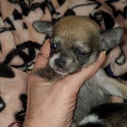 Boy 3 - Chocolate sabled fawn male Chihuahua puppy in Oklahoma City, Oklahoma from Teacup Chihuahuas and Friends