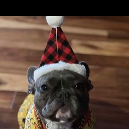 French Bulldog All Grown Up from Lakeview Frenchies
