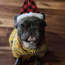 French Bulldog All Grown Up from Lakeview Frenchies