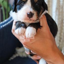 Bernedoodle, Cavapoo, Goldendoodle, Poodle, and Sheepadoodle Puppies from Red Ranch Dogs
