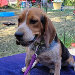 Chad - Beagle