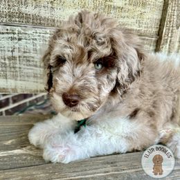 Goldendoodle Puppies from Flair Doodles