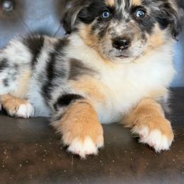 Gracie-has tail-many videos - Blue merle female Australian Shepherd puppy in Troy, South Carolina from Australian Shepherds of 3/W Farms