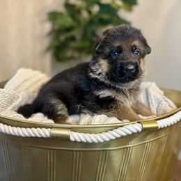 German Shepherd puppies from MK German Shepherds LLC