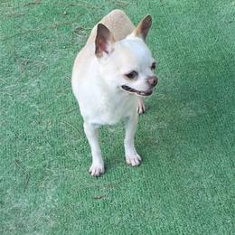 C and M'S Oh Boy Oh Boy Oh Boy - Cream and white male Chihuahua puppy in Loxahatchee, Florida from Dynasty Farms AKC Chihuahuas