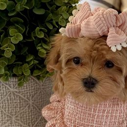 Bernedoodles, Cavapoos, Goldendoodles, Maltipoos, and Pomeranians from Petite Posh Puppies