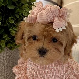 Bernedoodles, Cavapoos, Goldendoodles, Maltipoos, and Pomeranians from Petite Posh Puppies
