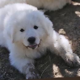 HAALAND - White male Great Pyrenees puppy in Trinidad, Colorado from Prospect Pyrenees