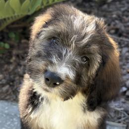 Chili - male Bernedoodle puppy in Montverde, Florida from Central Florida Bernedoodles