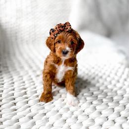 Stella - Red  female Goldendoodle puppy in Springville, Utah from Happy Doodle