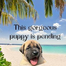 Solaris - Fawn male Mastiff puppy in Carthage, Missouri from Mama’s Mastiffs