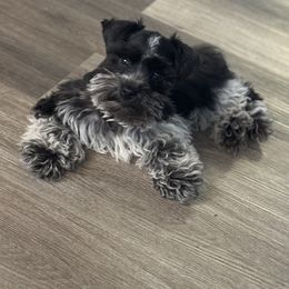 Duke - Miniature Schnauzer