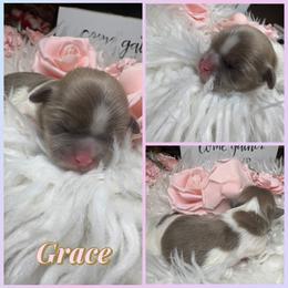 Grace - Lilac female Shih Tzu puppy in Coolidge, Arizona from Shih Tzu’s  ‘N’ Love