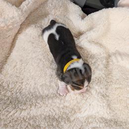 Yellow - Black tan and white female Beagle puppy in Vallejo, California from Tailwindfarm
