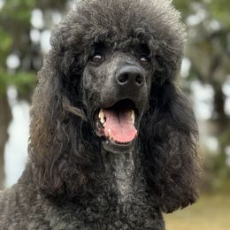 Poppy - Poodle