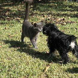 Miniature Schnauzer Puppies from Texas Schnauzers