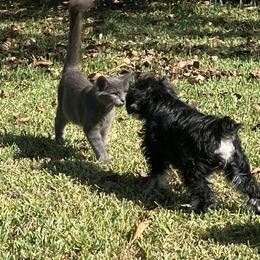 Miniature Schnauzer Puppies from Texas Schnauzers
