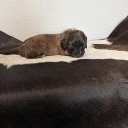 Boy 1 - Brindle male Dachshund puppy in Kersey, Colorado from Ranchin Doxies