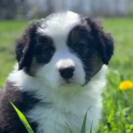 Australian Shepherds and Havanese from High Hills Aussies and Havanese