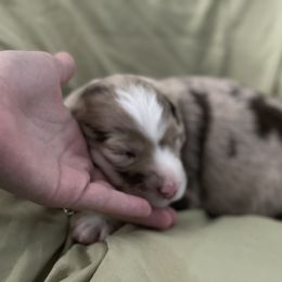 Australian Shepherd Puppies from Forgotten Coast Australian Shepherds