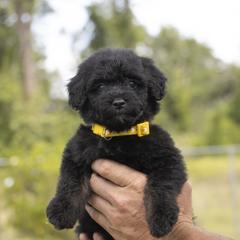 American Bully, Bernedoodle, Poodle, Sheepadoodle, and Whoodle Puppies from Wonderland’s Boujie Kennels
