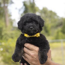 American Bully, Bernedoodle, Poodle, Sheepadoodle, and Whoodle Puppies from Wonderland’s Boujie Kennels