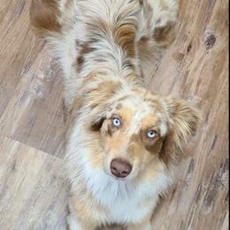 Australian Shepherds from Furtabulous Aussies