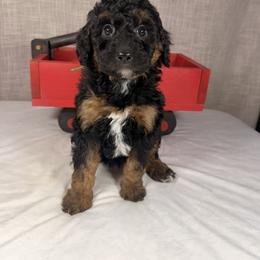 Merry - Phantom female Goldendoodle puppy in Luana, Iowa from Country View Bernedoodles and Goldendoodles