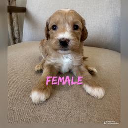 Girl 6 - Red  female Goldendoodle puppy in Glendale, Arizona from Follow Your Bliss Doodles