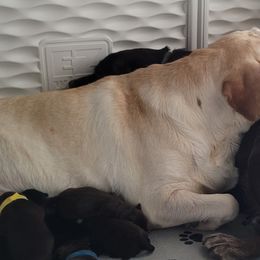 Labrador Retriever Puppies from Magnolia Labradors