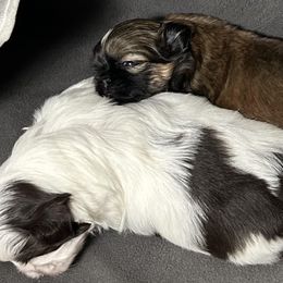 Shih Tzu Puppies from CID Love