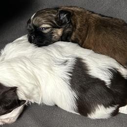 Shih Tzu Puppies from CID Love