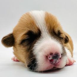 Aragorn - Red male Pembroke Welsh Corgi puppy in Aumsville, Oregon from West Coast Corgi