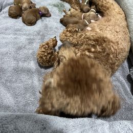 Poodle Puppies from Segovia Pups