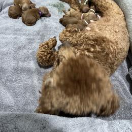 Poodle Puppies from Segovia Pups