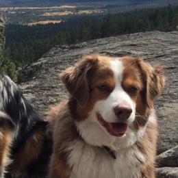 Miniature American Shepherds from RainDancer Pups