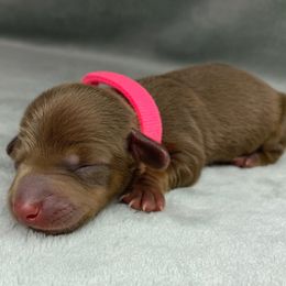 Female 1 - Chocolate and tan female Dachshund puppy in Birmingham, Alabama from LongBottomDachshunds