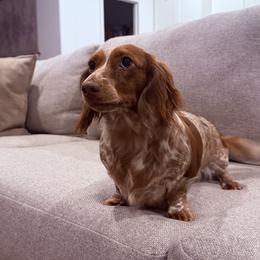 Chai - Dachshund
